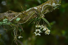 Thrixspermum saruwatarii