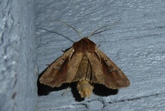 Ichneutica atristriga