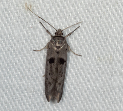 Scieropepla serina