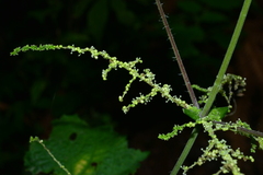 Urtica thunbergiana