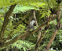 Rhipidura fuliginosa fuliginosa