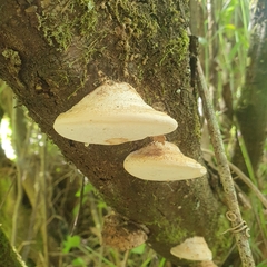 Laetiporus portentosus