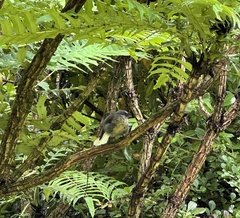 Rhipidura fuliginosa fuliginosa