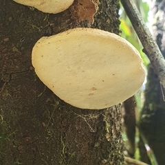 Laetiporus portentosus