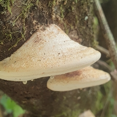 Laetiporus portentosus