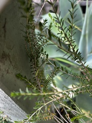 Pseudomantis albofimbriata