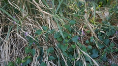 Hypoestes cumingiana
