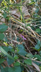 Hypoestes cumingiana