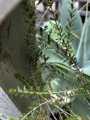 Pseudomantis albofimbriata