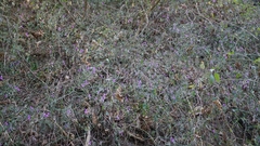 Hypoestes cumingiana