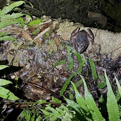 Limnonectes blythii