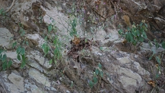 Hypoestes cumingiana