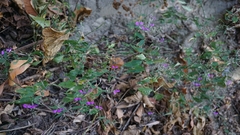 Hypoestes cumingiana