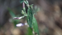 Hypoestes cumingiana