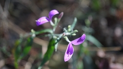 Hypoestes cumingiana