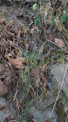Hypoestes cumingiana