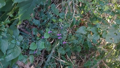 Hypoestes cumingiana