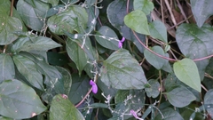 Hypoestes cumingiana