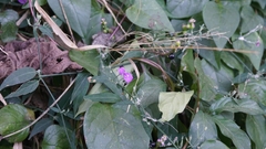 Hypoestes cumingiana