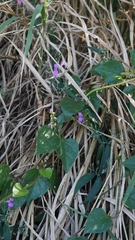 Hypoestes cumingiana