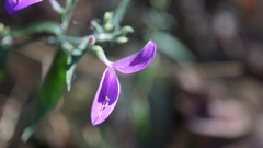 Hypoestes cumingiana