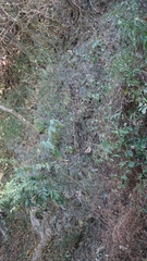 Hypoestes cumingiana