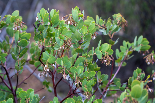 Rainbow Manzanita