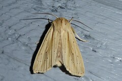 Ichneutica semivittata
