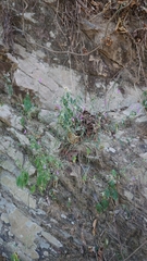 Hypoestes cumingiana