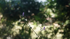 Hypoestes cumingiana