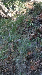 Hypoestes cumingiana