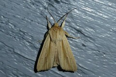 Ichneutica semivittata