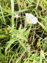 Monsonia natalensis