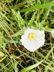Monsonia natalensis