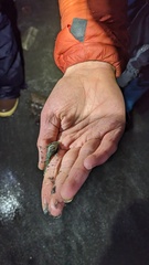 Clinocottus acuticeps