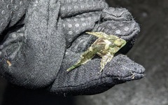 Clinocottus acuticeps