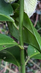 Capparis arborea