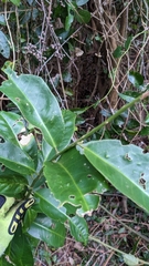 Capparis arborea