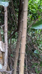 Capparis arborea