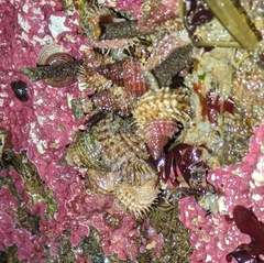 Trichotropis cancellata