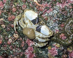 Lophopanopeus bellus