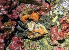 Phyllolithodes papillosus