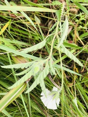 Monsonia natalensis