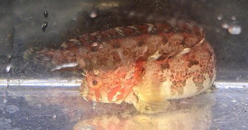 Mosshead warbonnet (Chirolophis nugator) — Stichaeidae — 2