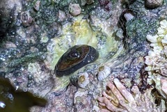 Siphonaria thersites