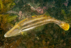 Meuschenia trachylepis