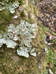 Pseudocyphellaria glabra