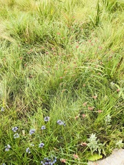 Indigastrum fastigiatum