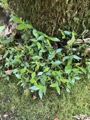 Atherosperma moschatum