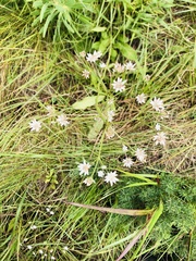 Alepidea peduncularis